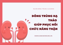 Công dụng của đông trùng hạ thảo đối với người bệnh thận