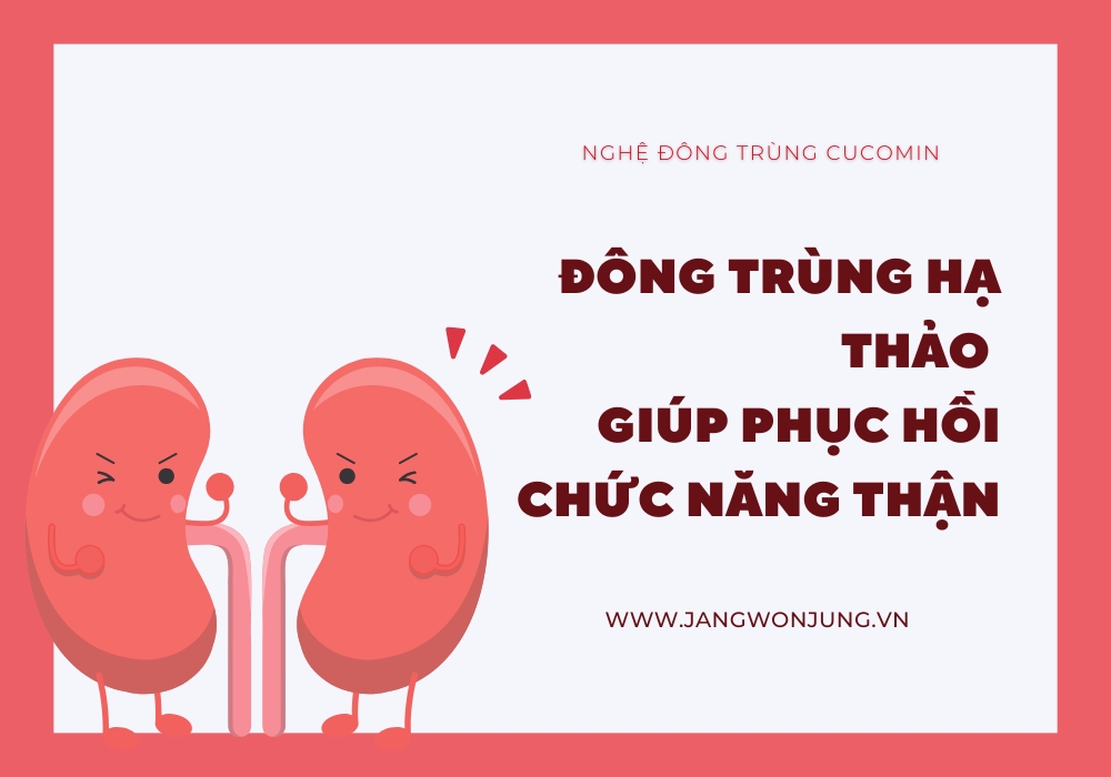 Công dụng của đông trùng hạ thảo đối với người bệnh thận